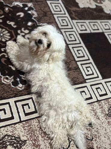 Pudel, 7 ay, Erkek, Ödənişli çatdırılma lalafo.az -da Pudel, 7 ay, Erkek, Ödənişli çatdırılma