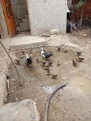 LAL ORDEK SATİRAM UCUZ QİYMƏTƏ ANA BALA SATİLİR TEK TEK SATİLİR UCUZ at lalafo.az LAL ORDEK SATİRAM UCUZ QİYMƏTƏ ANA BALA SATİLİR TEK TEK SATİLİR UCUZ
