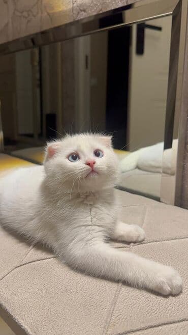 Ağ tüklü, mavi gözlü, 5aylıq qulaqları yığılmış erkek (Scottish Fold) lalafo.az -da Ağ tüklü, mavi gözlü, 5aylıq qulaqları yığılmış erkek (Scottish Fold)