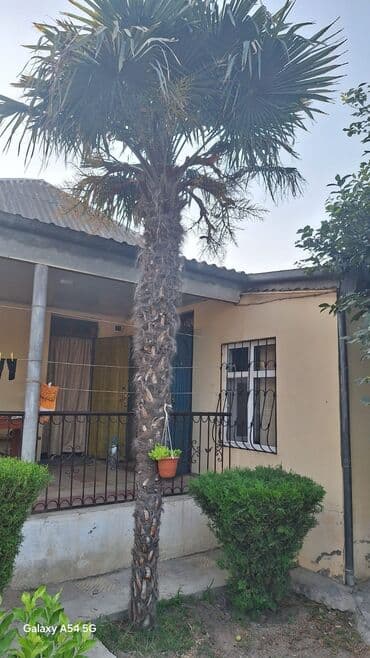 Bitki dərmanları: Palma 4 metre yaxindi satilir istyen cixartdirib aparsin lalafo.az -da — 1 Bitki dərmanları: Palma 4 metre yaxindi satilir istyen cixartdirib aparsin — 1