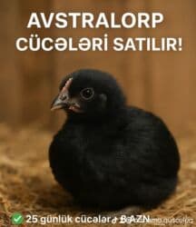 Toyuq cücələri, Ətlik, Pulsuz çatdırılma lalafo.az -da Toyuq cücələri, Ətlik, Pulsuz çatdırılma