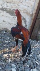 Temiz turk becesi. 1 yas 1 ayliqdi. Gorduyunuz kimi heyvana soz ola lalafo.az -da Temiz turk becesi. 1 yas 1 ayliqdi. Gorduyunuz kimi heyvana soz ola