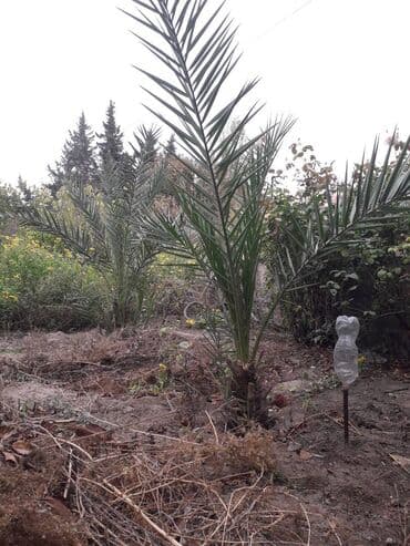 Iran xurma ağacı lalafo.az -da Iran xurma ağacı