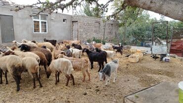 Qoyun-keçi sürüsü Məhsul təsviri: - Qarışıq sürü: qoyun və keçilər lalafo.az -da Qoyun-keçi sürüsü Məhsul təsviri: - Qarışıq sürü: qoyun və keçilər
