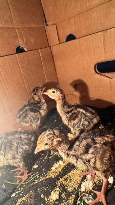 Hinduşka cücələri, Damazlıq lalafo.az -da Hinduşka cücələri, Damazlıq