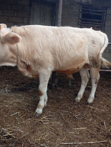 Dana, buzov, Erkək, ay: 8, Damazlıq, Ünvandan götürmə lalafo.az -da Dana, buzov, Erkək, ay: 8, Damazlıq, Ünvandan götürmə