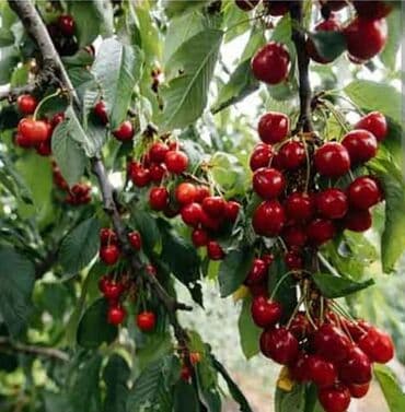 Gilas Şaftalı Qaysı qələmləri satılır lalafo.az -da Gilas Şaftalı Qaysı qələmləri satılır