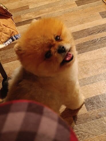 Şpitz, 3 ay, Erkek lalafo.az -da Şpitz, 3 ay, Erkek