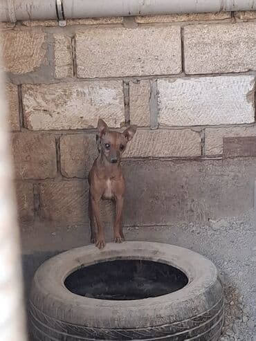 2 ay, Dişi, Ödənişli çatdırılma lalafo.az -da 2 ay, Dişi, Ödənişli çatdırılma