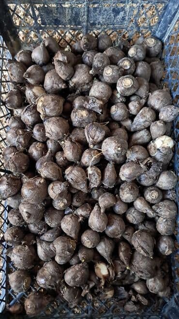 Nərgiz gülü soğanağları öz bağımındı satılır kilosu 6 azn lalafo.az -da Nərgiz gülü soğanağları öz bağımındı satılır kilosu 6 azn