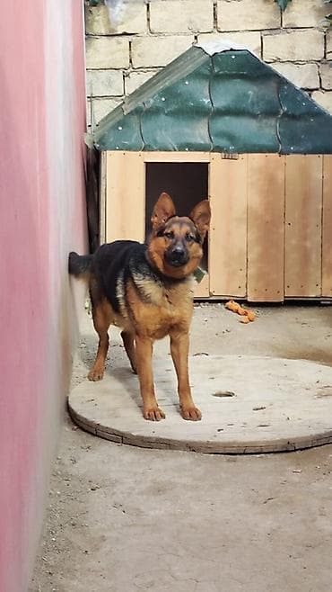 Alman çoban iti lalafo.az -da Alman çoban iti