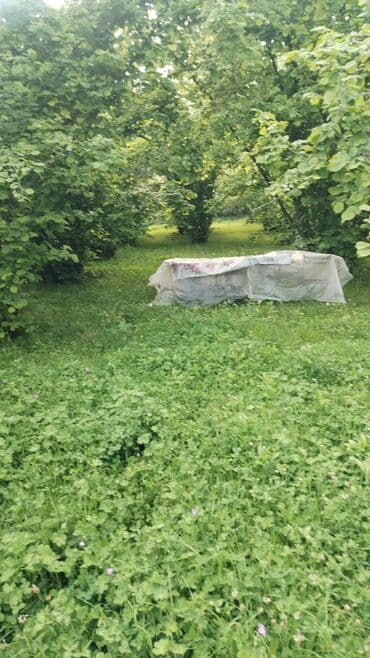 8 sot, Kənd təsərrüfatı, Kupça (Çıxarış) lalafo.az -da 8 sot, Kənd təsərrüfatı, Kupça (Çıxarış)