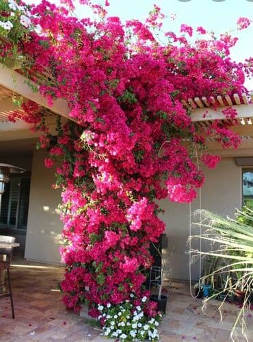 Buginvel sarmasiq gul ölçüler muxtelifdir catdirilma mümkündür elaqe lalafo.az -da Buginvel sarmasiq gul ölçüler muxtelifdir catdirilma mümkündür elaqe