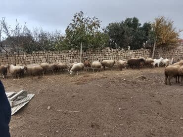 Qoyun sürüsü və təsərrüfat avadanlıqları - Qarışıq rəngli və lalafo.az -da — 1 Qoyun sürüsü və təsərrüfat avadanlıqları - Qarışıq rəngli və — 1