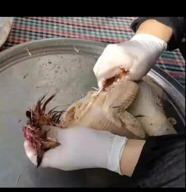 Toyuq yolmağa işci lazımdı təcili. Kənd toyuqlarının əllə yolub lalafo.az -da Toyuq yolmağa işci lazımdı təcili. Kənd toyuqlarının əllə yolub