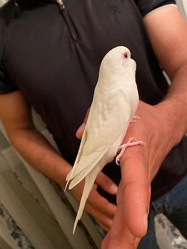 Saglam quslardi elde dururlar birazda mesgul olsan tam orgetmek olar lalafo.az -da Saglam quslardi elde dururlar birazda mesgul olsan tam orgetmek olar