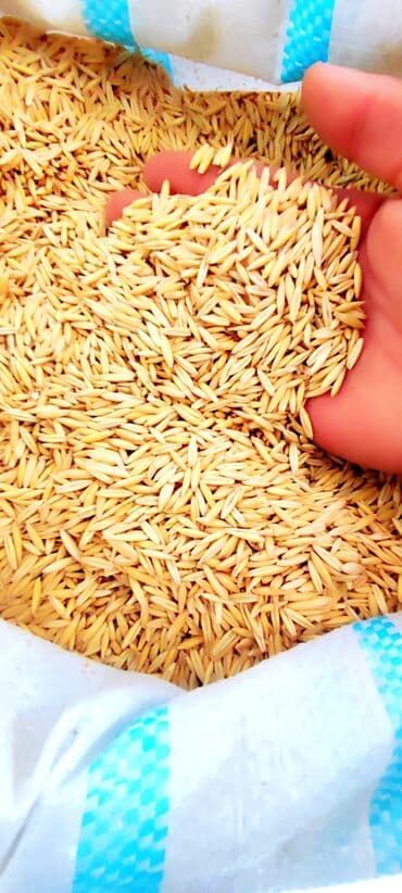 Yüksək keyfiyyətli təmizlənmiş vələmir toxumu, heyvandarlıq üçün lalafo.az -da Yüksək keyfiyyətli təmizlənmiş vələmir toxumu, heyvandarlıq üçün