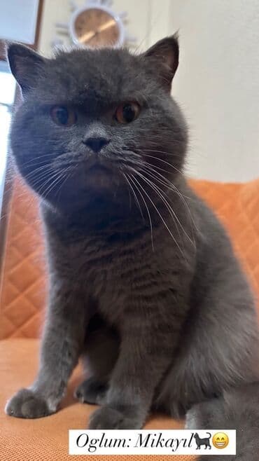 Britan, Erkək lalafo.az -da Britan, Erkək