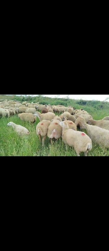 8 sentyabr 280 baş Boğaz Şişəklər 1 ci 2 ci 3 cü qarna Satılır kim lalafo.az -da 8 sentyabr 280 baş Boğaz Şişəklər 1 ci 2 ci 3 cü qarna Satılır kim