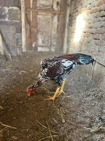 Cinisin dibi hələ ayılmayıb kopya dədəsidi dədəsin 2 meydanı olub2 lalafo.az -da Cinisin dibi hələ ayılmayıb kopya dədəsidi dədəsin 2 meydanı olub2