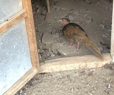 Gümüş qirqovul cütlüyü lalafo.az -da Gümüş qirqovul cütlüyü