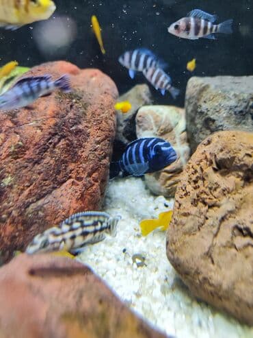 Cixlid balığı lalafo.az -da Cixlid balığı