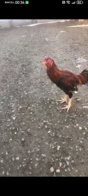 Salam aleykum gördünün hevan satılır purobu var bir gözü kordu kim lalafo.az -da Salam aleykum gördünün hevan satılır purobu var bir gözü kordu kim