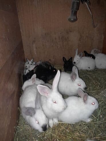 Məhsul: Ev şəraitində bəslənən balaca dovşanlar Təsvir: - Şəkillərdə lalafo.az -da Məhsul: Ev şəraitində bəslənən balaca dovşanlar Təsvir: - Şəkillərdə