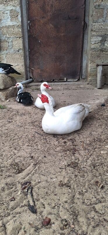 2+1 şəkildə satilir. Cavan heyvanlardi. Gondəris yoxdur. Qiymət 55 azn lalafo.az -da 2+1 şəkildə satilir. Cavan heyvanlardi. Gondəris yoxdur. Qiymət 55 azn