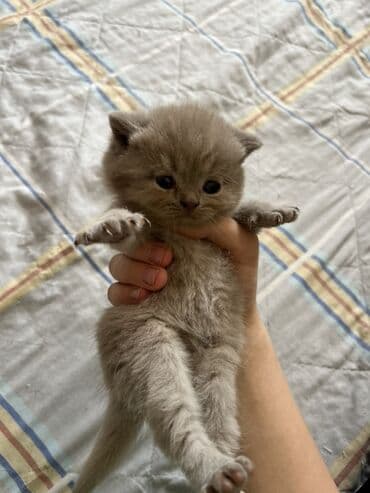 Britan, Erkək, Yaxşı əllərə, Ünvandan götürmə lalafo.az -da Britan, Erkək, Yaxşı əllərə, Ünvandan götürmə