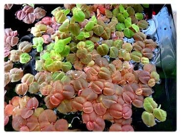 Akvaryum üçün dekorativ üzən bitki – Red Root Floater (Phyllanthus lalafo.az -da Akvaryum üçün dekorativ üzən bitki – Red Root Floater (Phyllanthus