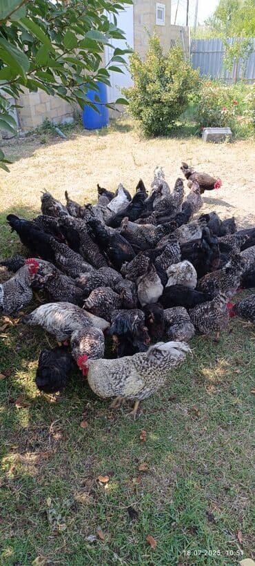 Toyuq, Damazlıq lalafo.az -da Toyuq, Damazlıq