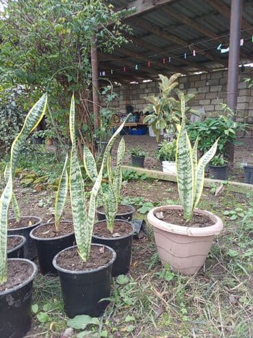 Sansevieriya (Qayın dili) – qablarda dekorativ otaq bitkisi - Növ lalafo.az -da Sansevieriya (Qayın dili) – qablarda dekorativ otaq bitkisi - Növ