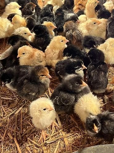 Toyuq cücələri, Ətlik, Ödənişli çatdırılma lalafo.az -da Toyuq cücələri, Ətlik, Ödənişli çatdırılma