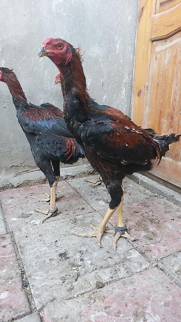 Toyuq cücələri, Damazlıq lalafo.az -da Toyuq cücələri, Damazlıq