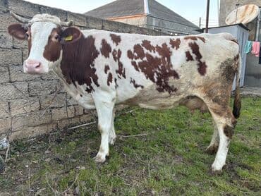 Simental mələzi inək satılır. Hazırda 16 litr süd verir. Heyvanın heç lalafo.az -da Simental mələzi inək satılır. Hazırda 16 litr süd verir. Heyvanın heç