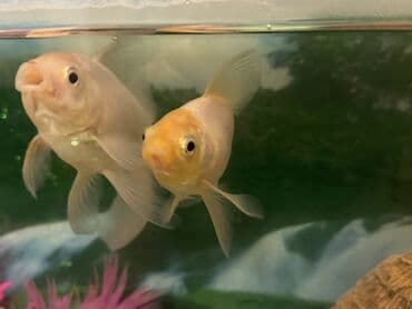 Balıqlar: Qızıl balıq, Sülhsevər, Pulsuz çatdırılma lalafo.az -da — 7 Balıqlar: Qızıl balıq, Sülhsevər, Pulsuz çatdırılma — 7