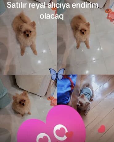 Satilir maraqlanan istese yazsin 1800 manata alinib 480 manata satilir lalafo.az -da Satilir maraqlanan istese yazsin 1800 manata alinib 480 manata satilir