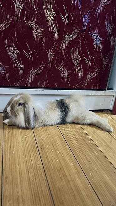 Ev dovşanı - Cins: qulaqları sallanan miniatür ev dovşanı (Mini lop) lalafo.az -da Ev dovşanı - Cins: qulaqları sallanan miniatür ev dovşanı (Mini lop)