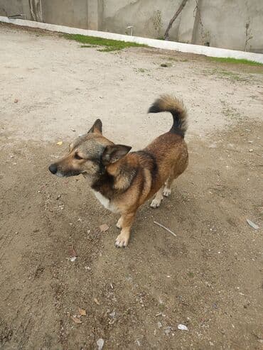 Zvonok, 1 il, Erkek lalafo.az -da Zvonok, 1 il, Erkek