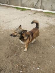 Zvonok, 1 il, Erkek lalafo.az -da Zvonok, 1 il, Erkek