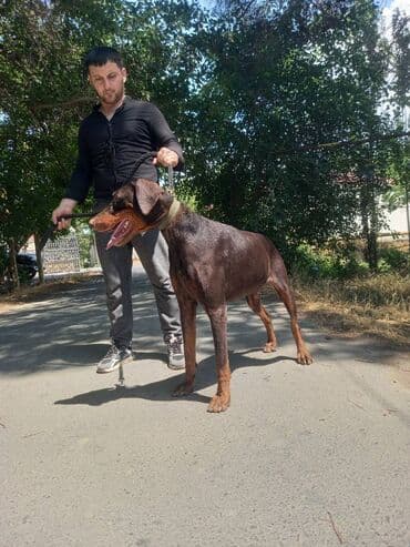 Doberman, 2 il, Erkek, Cütləşmə üçün, Ünvandan götürmə lalafo.az -da Doberman, 2 il, Erkek, Cütləşmə üçün, Ünvandan götürmə