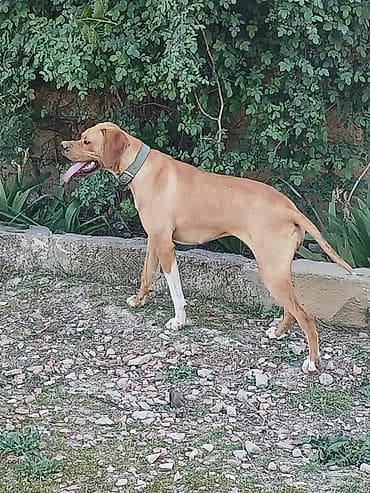 2 il, Dişi, Peyvəndli, Ödənişli çatdırılma lalafo.az -da 2 il, Dişi, Peyvəndli, Ödənişli çatdırılma