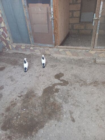 Məhsul: Qara-ağ rəng çalarlarında iki dekorativ göyərçin cütü Təsvir lalafo.az -da Məhsul: Qara-ağ rəng çalarlarında iki dekorativ göyərçin cütü Təsvir