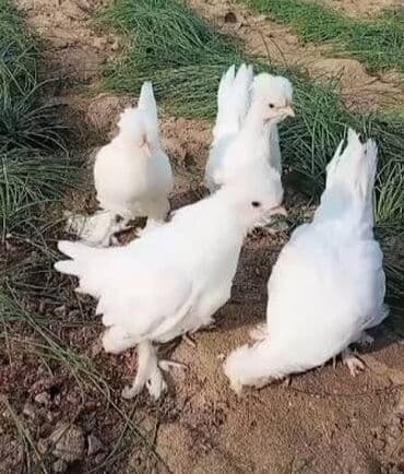 Toyuq, Damazlıq lalafo.az -da Toyuq, Damazlıq