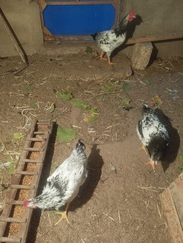 Toyuq, Damazlıq lalafo.az -da Toyuq, Damazlıq