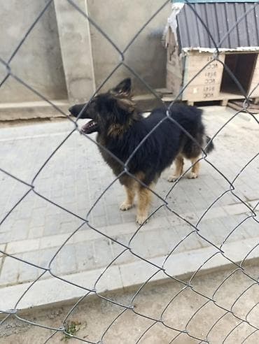 Alman çoban iti, Peyvəndli lalafo.az -da Alman çoban iti, Peyvəndli