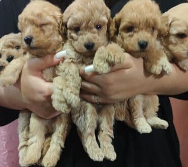 Щенки мальтипу .4 мальчика 1 девочка. мини.1.5 месяца lalafo.az -da Щенки мальтипу .4 мальчика 1 девочка. мини.1.5 месяца