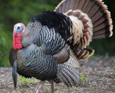 Erkək, Ətlik lalafo.az -da Erkək, Ətlik