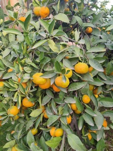 MANDARİN SATILIR — KƏND MƏHSULU! 🍊 Təmiz kənd şəraitində, kimyəvi lalafo.az -da MANDARİN SATILIR — KƏND MƏHSULU! 🍊 Təmiz kənd şəraitində, kimyəvi